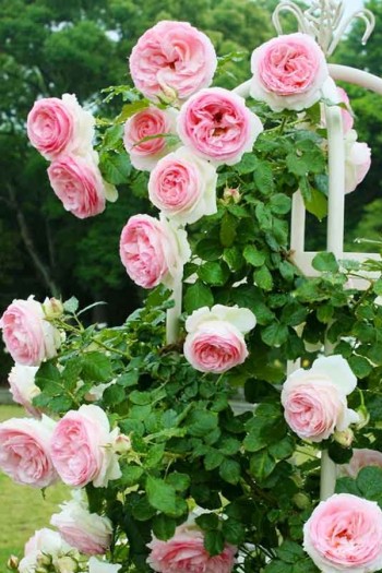 Троянда плетиста ’Пєр-де-ронсар’|Rosa climber Pierre de Ronsard|Роза плетистая ’Пьер-де-ронсар’